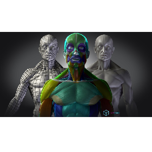 Mastering Human Anatomy For 3D Artists