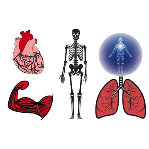Anatomy and Physiology Fundamentals